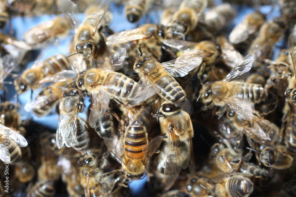 abeille à la ruche abeille à la ruche