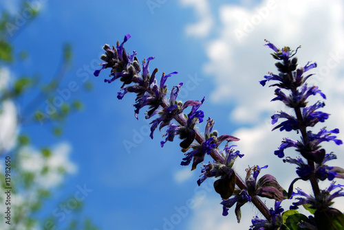 Fiori viola nel cielo