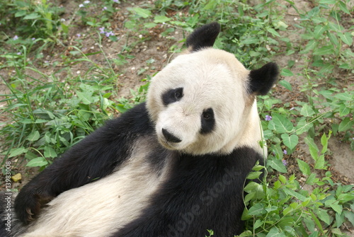giant panda © WilliamJu
