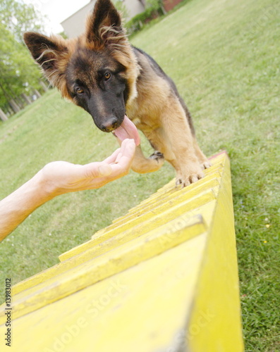 Learning agility - young alsatian