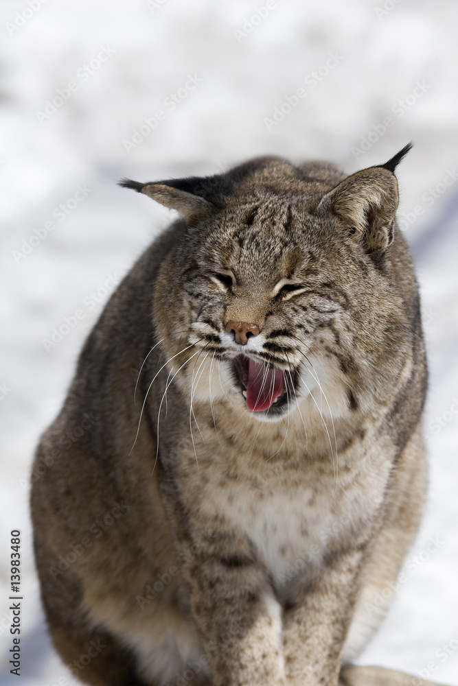 Fototapeta premium Bobcat VIII