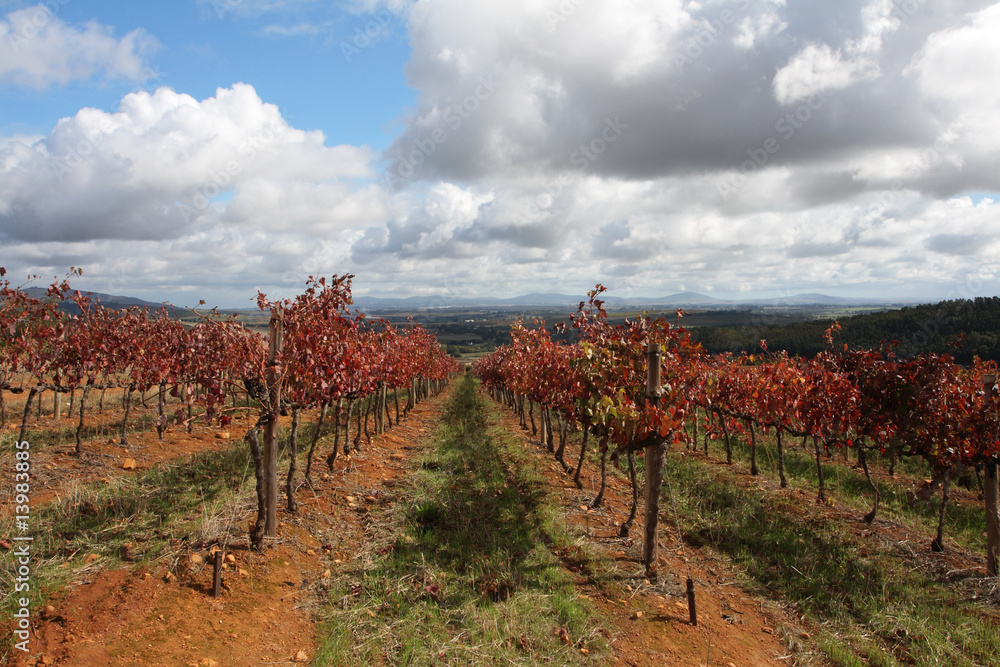 Rows of vines with a valley and clouds in the background