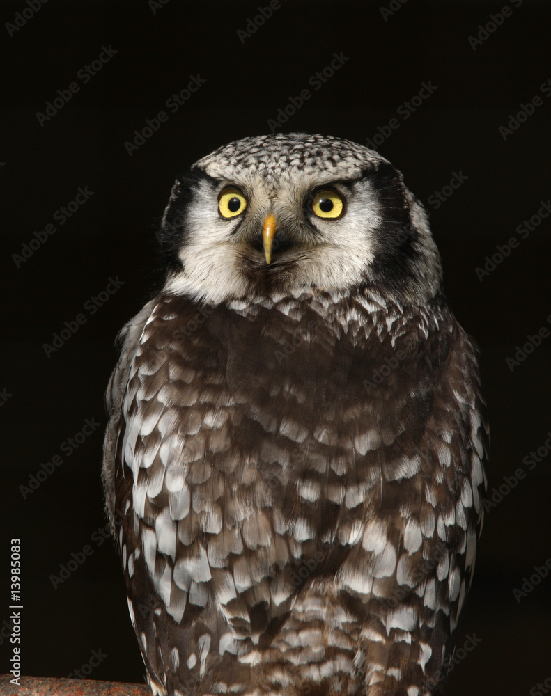 Fototapeta premium Portrait of a Little Owl