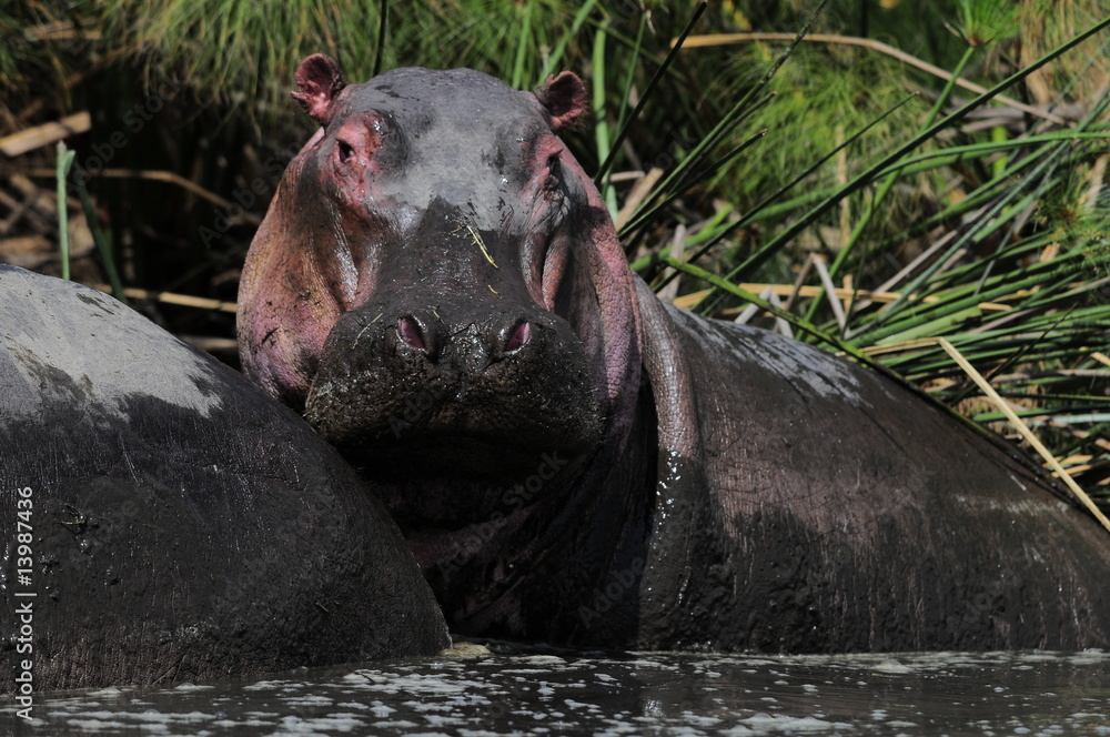 Fototapeta premium Hippo (Hippopotamus amphibius) at Naivasha Lake, Kenya