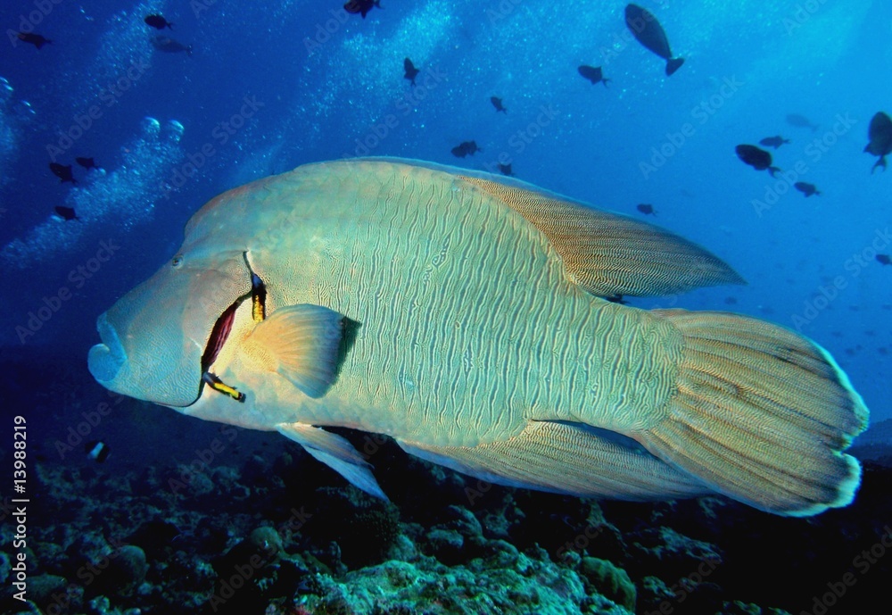 Naklejka premium Napoleon Lippfisch (Cheilinus undulatus) beim Kiemenreinigen