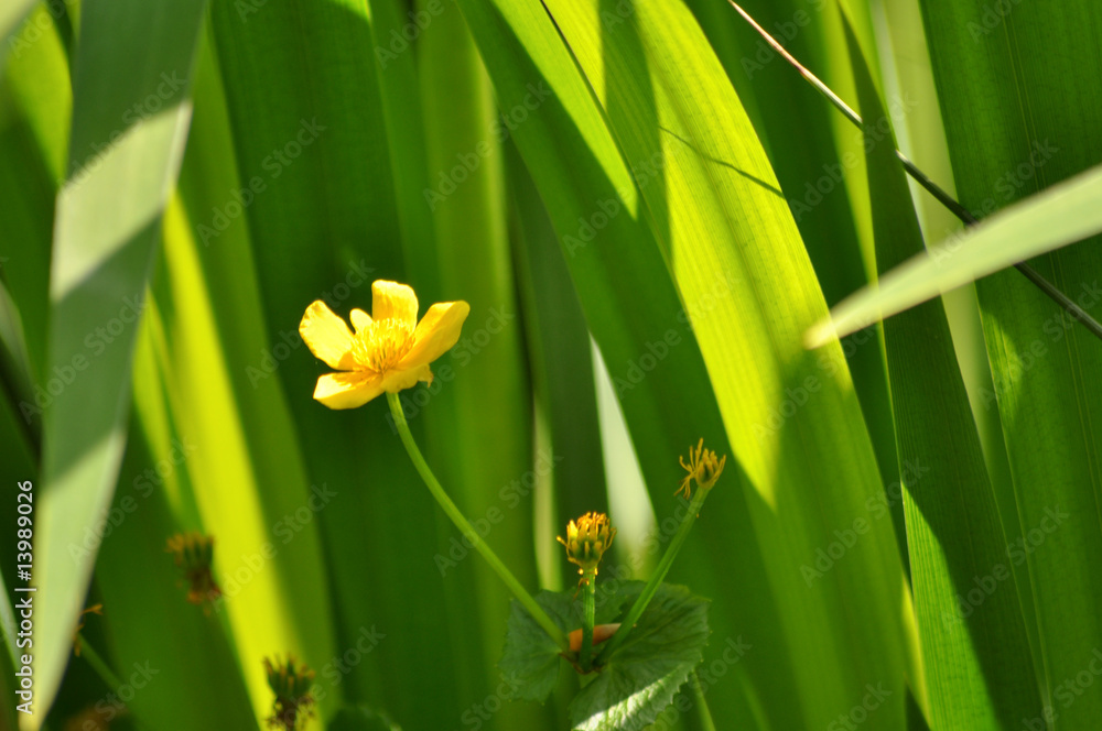 Obraz premium Gelbe Blume