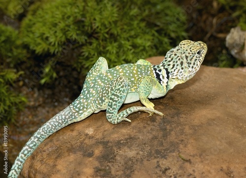 Collared lizard on rock photo