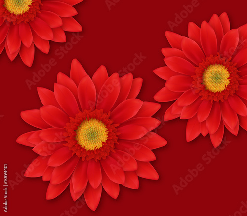 Gerbera Flower Close-up
