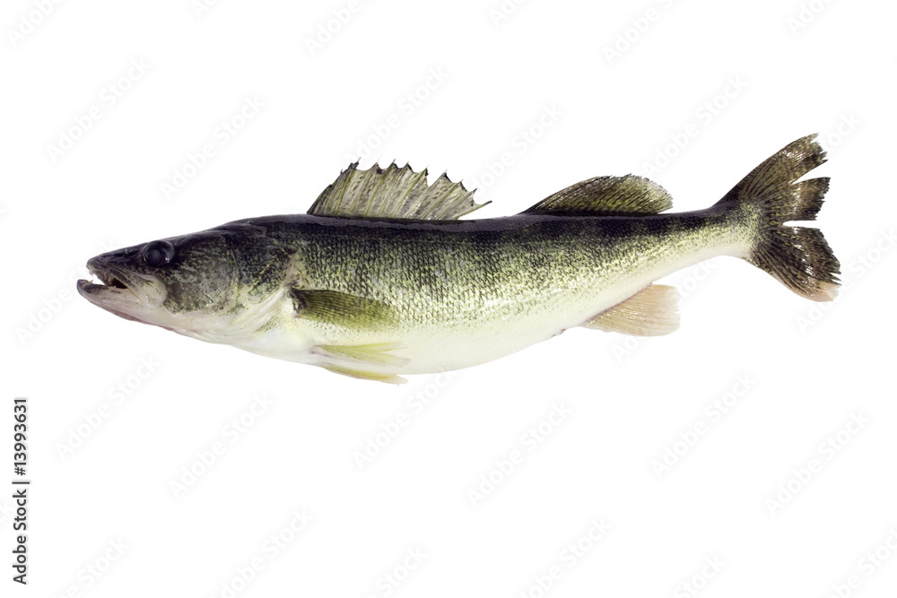 Fototapeta premium Walleye (Sitzostedion Viterum) isolated
