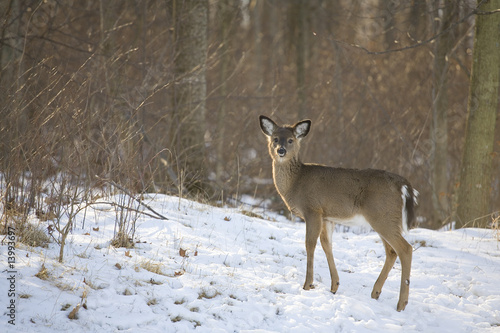Wallpaper Mural lone yearing Torontodigital.ca