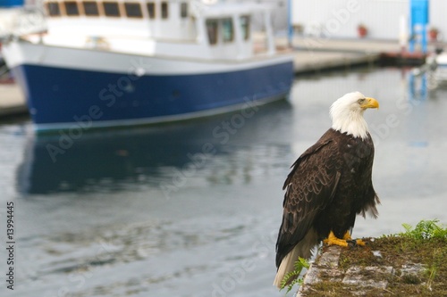 Eagle
