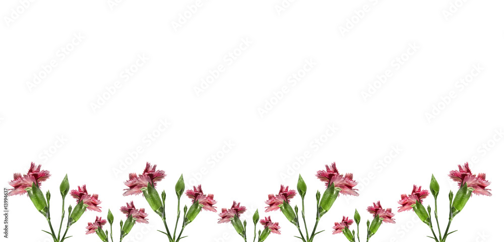 mothers day carnation pink flowers background