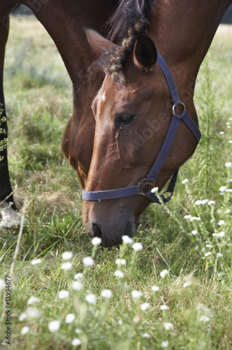 Two horses