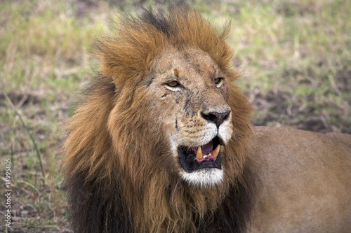 Portrait of a lion  Masai Mara  Kenya  Africa