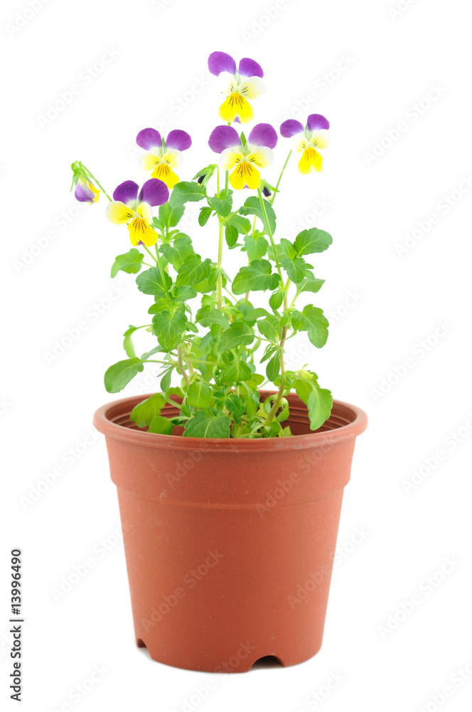 Purple-yellow pansy in pot Purple-yellow pansy in pot