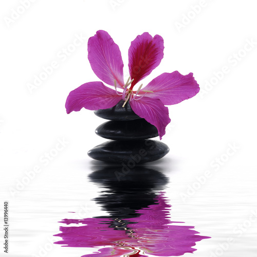 pink orchid and stone with reflection