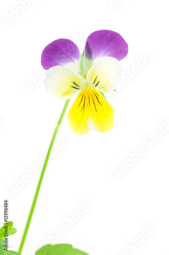 Purple-yellow pansy