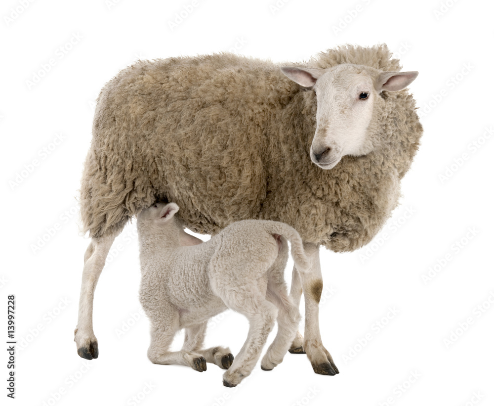 Naklejka premium lamb suckling his mother (a ewe)