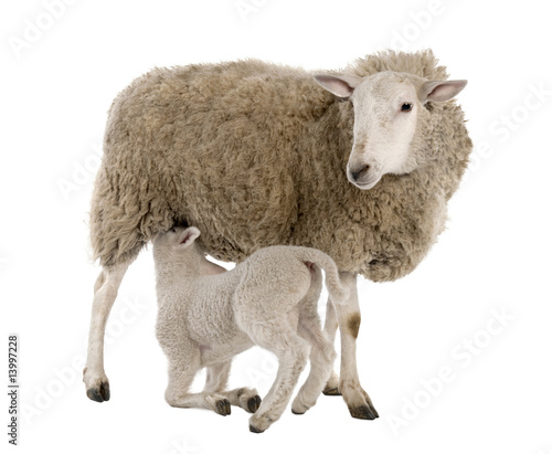 lamb suckling his mother (a ewe) photo