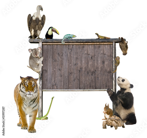 Canvas Print Group of wild animals around a blank wooden sign