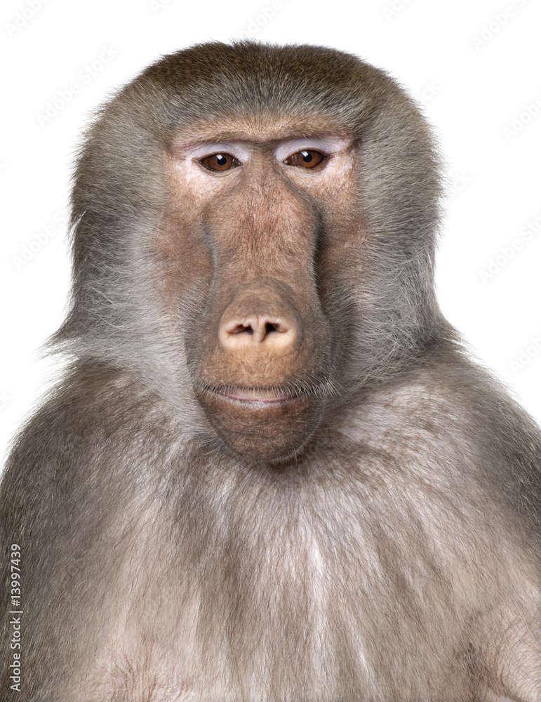 Fototapeta premium Close-up on a Baboon's head - Simia hamadryas