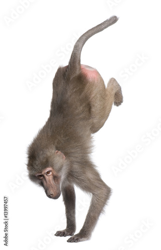 Baboon performing a hand stand -  Simia hamadryas photo