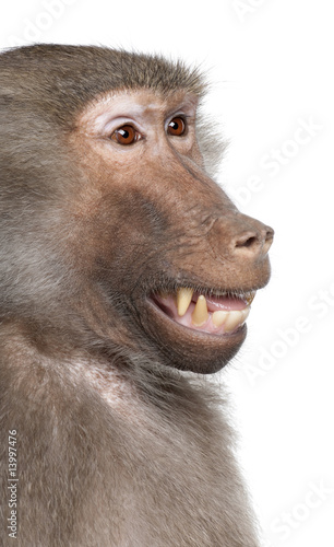 Close-up on a Baboon's head -  Simia hamadryas photo