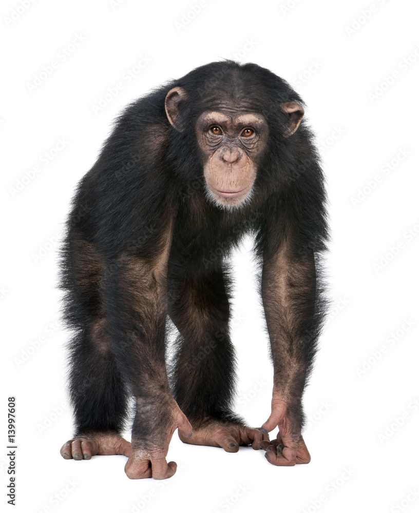 Naklejka premium Młody szympans patrząc w kamerę - Simia troglodytes (5 lat