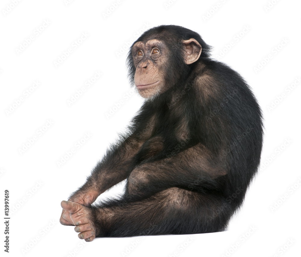 Naklejka premium Młody szympans - Simia troglodytes (5 lat)