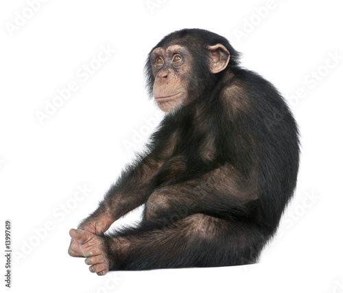 Young Chimpanzee - Simia troglodytes (5 years old)
