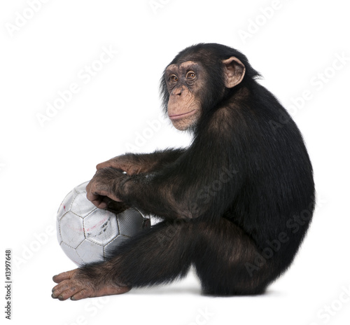 side view of a Young Chimpanzee and his ball - Simia troglodytes photo