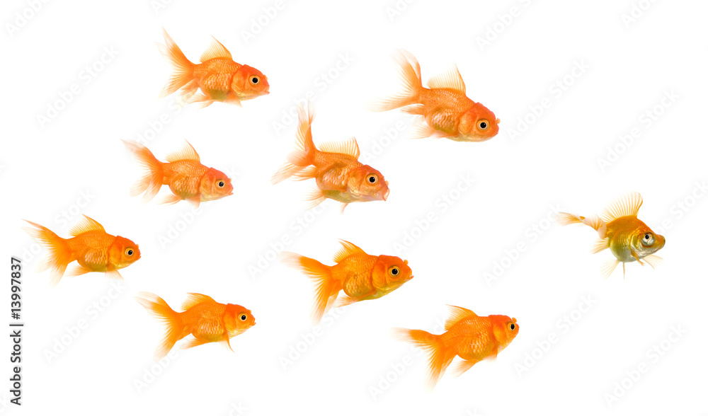 School of Goldfish School of Goldfish