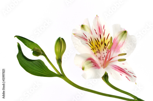 peruvian lily isolated on white background