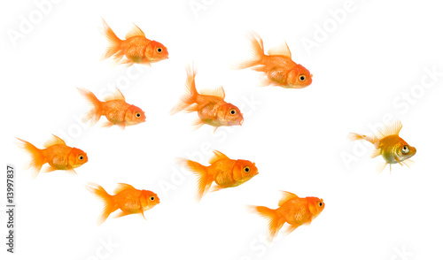 School of Goldfish