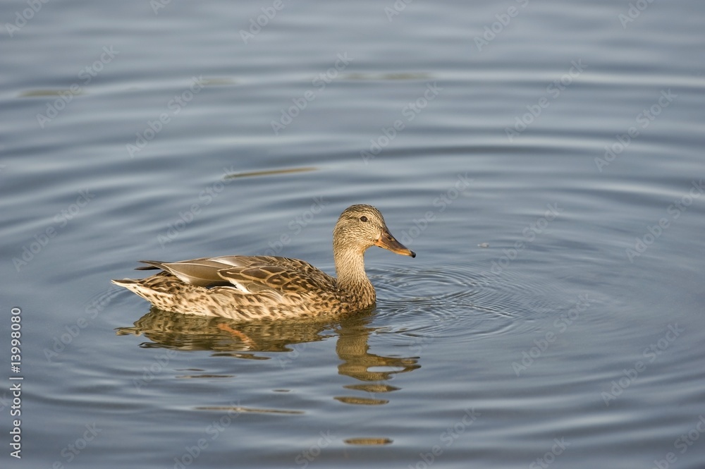 Edmonton, Alberta, Canada; Duck in a lake at Hawrelak Park