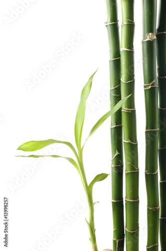 Fototapeta Naklejka Na Ścianę i Meble -  design of lucky bamboo trees,