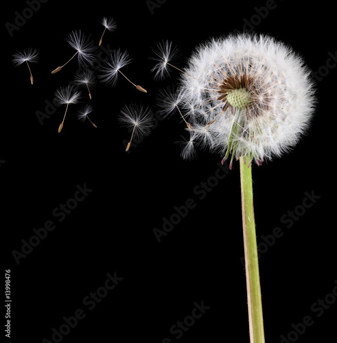 Dandelion seeds in the wind
