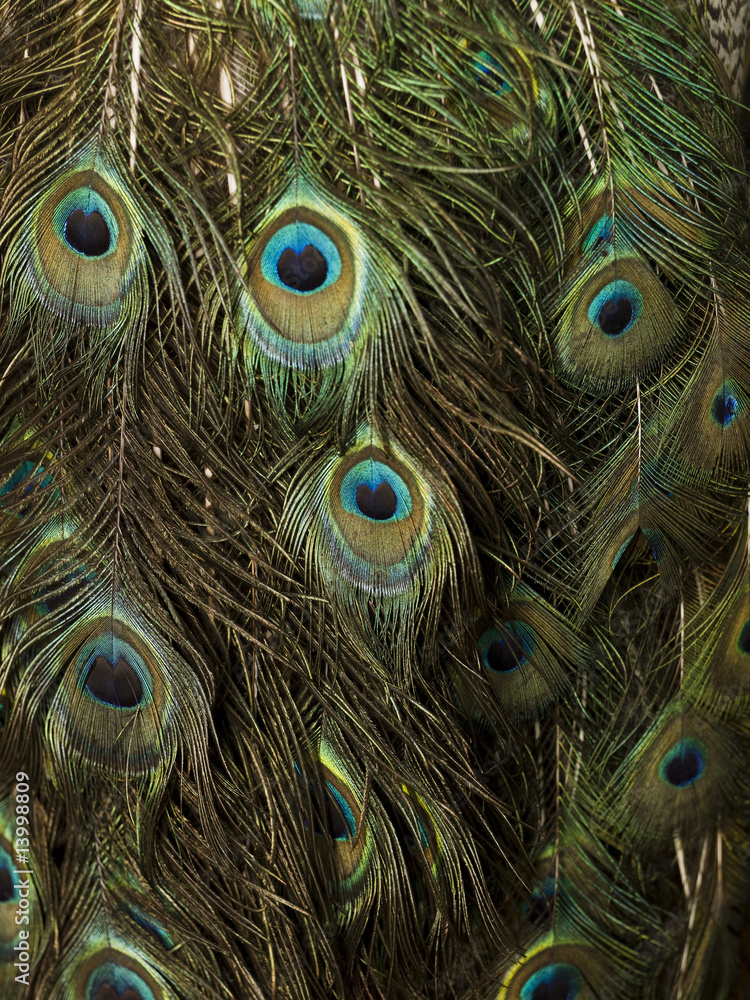 Fototapeta premium Several peacock feathers all over the picture