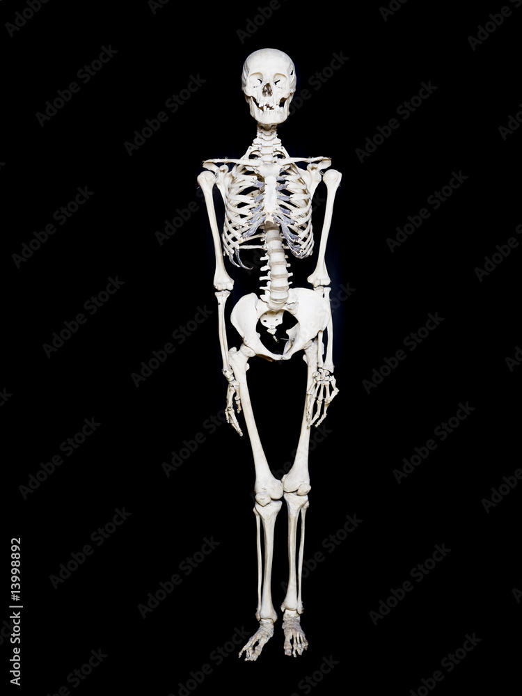 Skeleton towards black background Skeleton towards black background