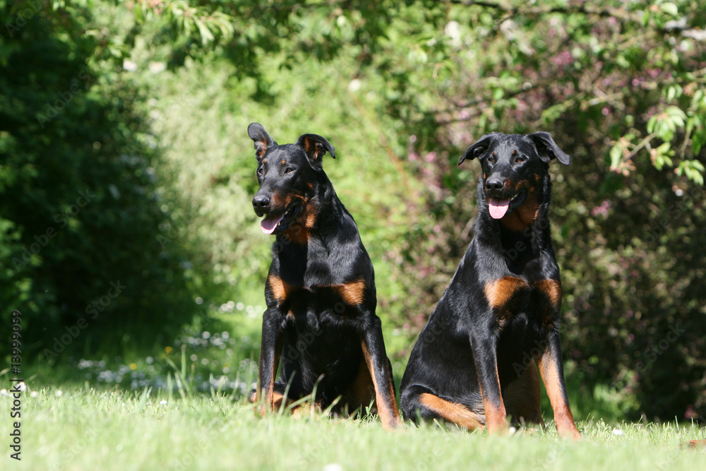 deux beaucerons de face assis dans le parc deux beaucerons de face assis dans le parc