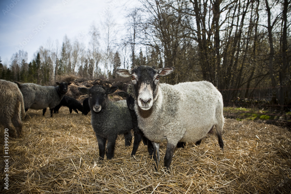 Obraz premium sheeps in a pasture