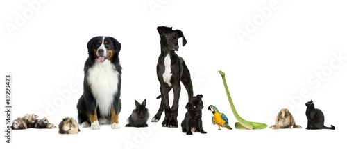 Group of pets - Dog, cat, bird, reptile, rabbit, ferret- in fron