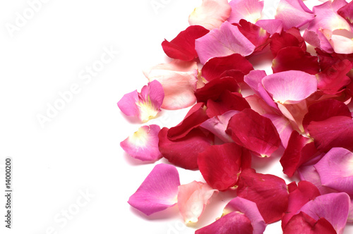 Rose Petals - great for use as design element
