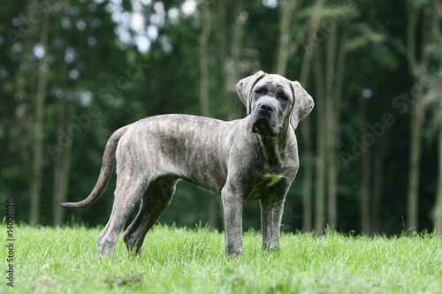 Fotografi regard intrigué du cane corso adulte vu de face devant un bois