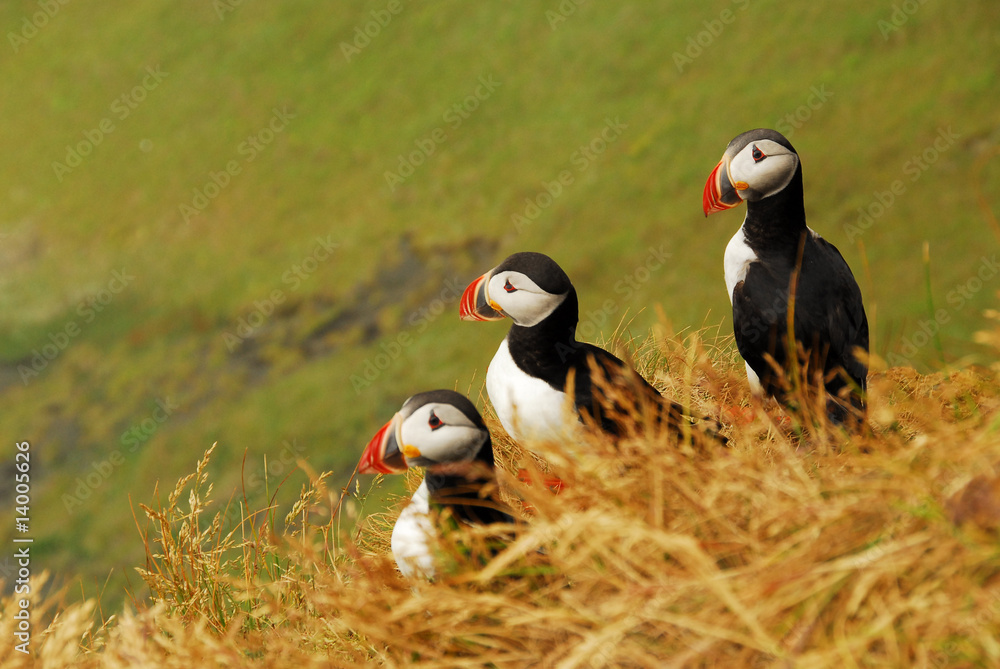 Slika na platnu Papageitaucher-2