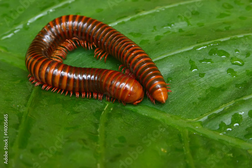 millipede