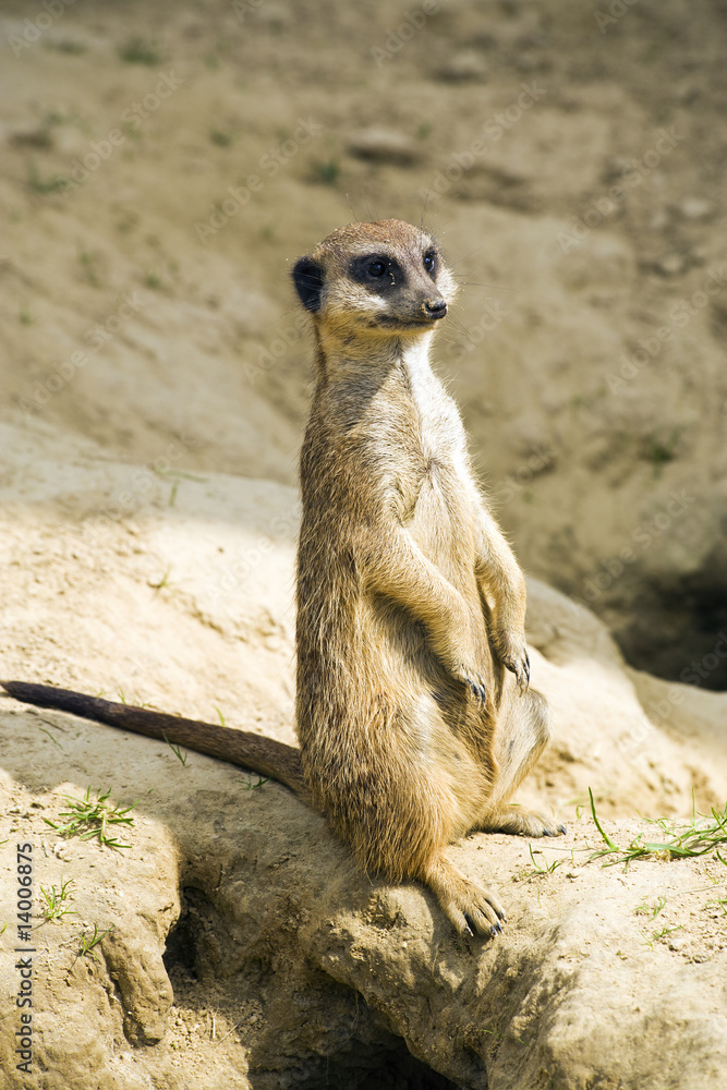 Fototapeta premium attentive meerkat