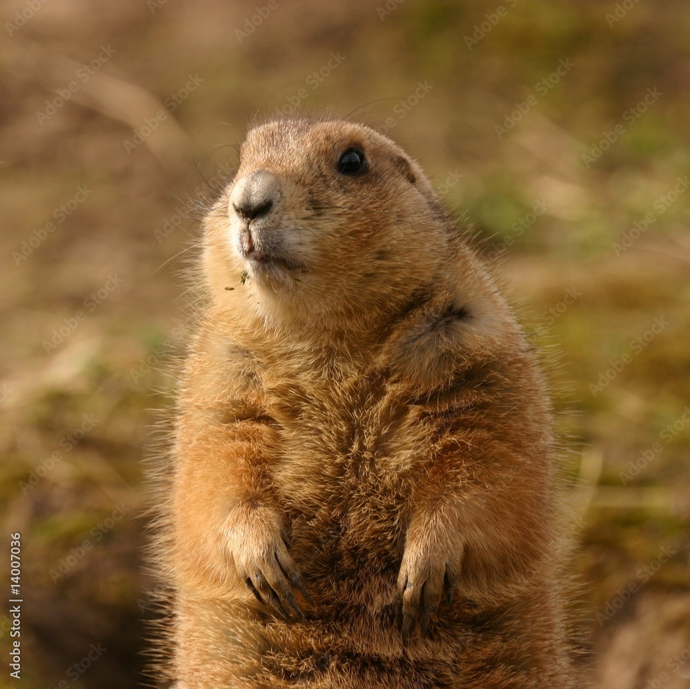 Naklejka premium Prairie Marmot - Portrait