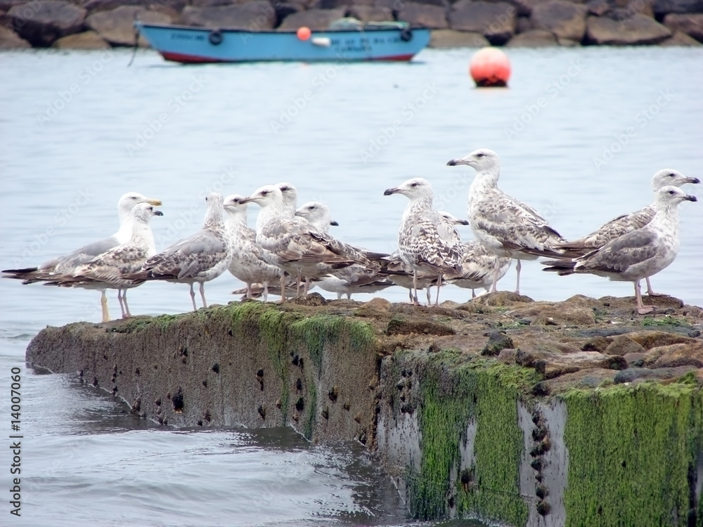 Obraz premium Gaivotas_2