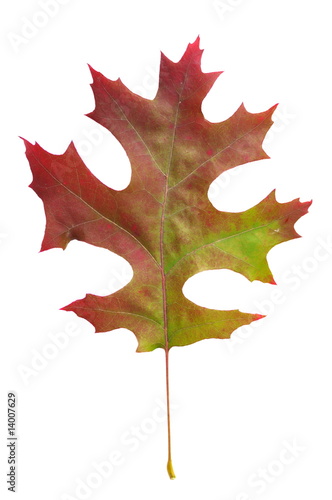 leaf of scarlet oak (quercus coccinea Muenchh)